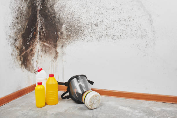 Best Mold Removal Near Me  in Cutten, CA