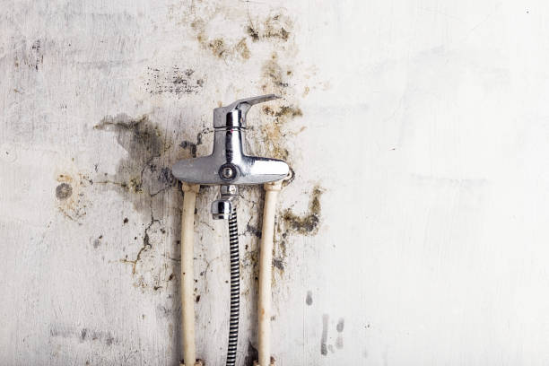 Best Affordable Mold Removal  in Cutten, CA