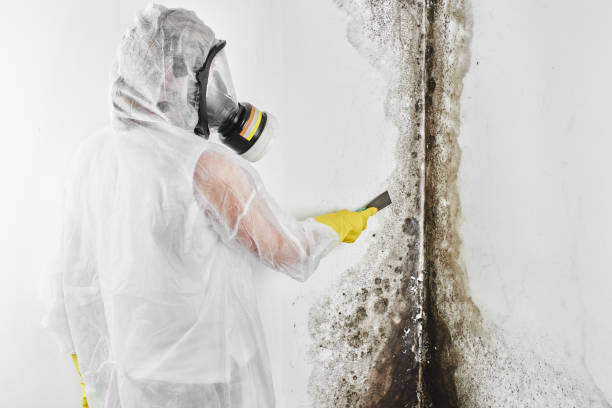 Best Home Mold Removal  in Cutten, CA