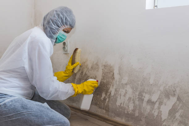 Best Office Mold Removal Services  in Cutten, CA