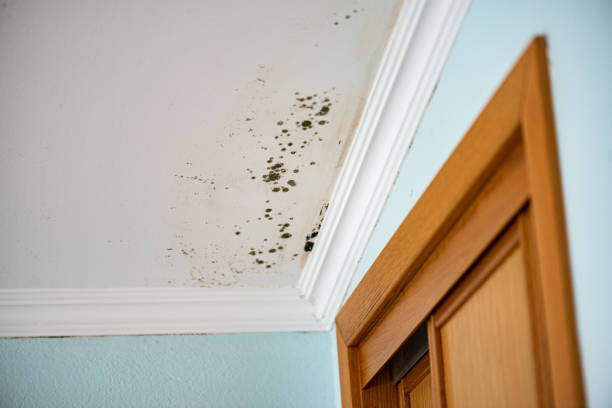 Best Toxic Mold Removal  in Cutten, CA