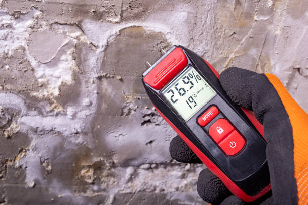 Best Black Mold Removal  in Cutten, CA