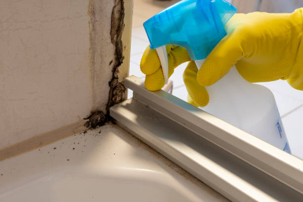 Best Mold Testing  in Cutten, CA