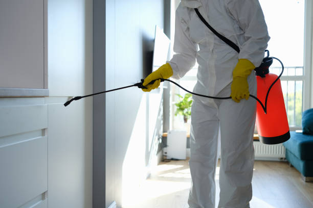 Best Same-Day Mold Removal  in Cutten, CA