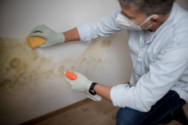 Mold Removal and Inspection in Cutten, CA