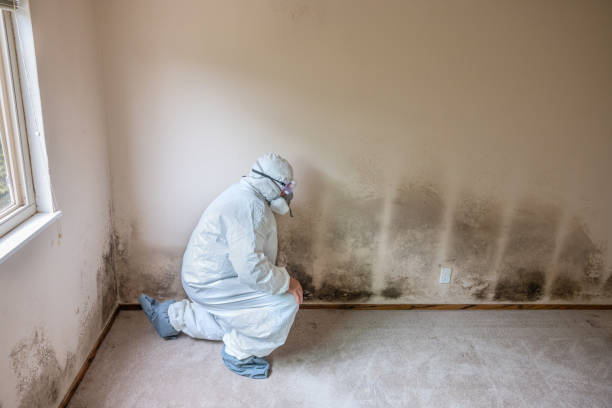 Best Residential Mold Removal  in Cutten, CA