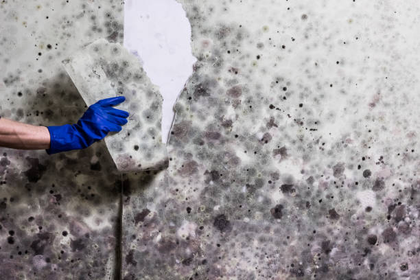 Home Mold Removal in Cutten, CA