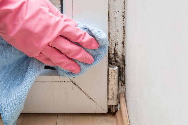 Best Mold Removal Near Me  in Cutten, CA